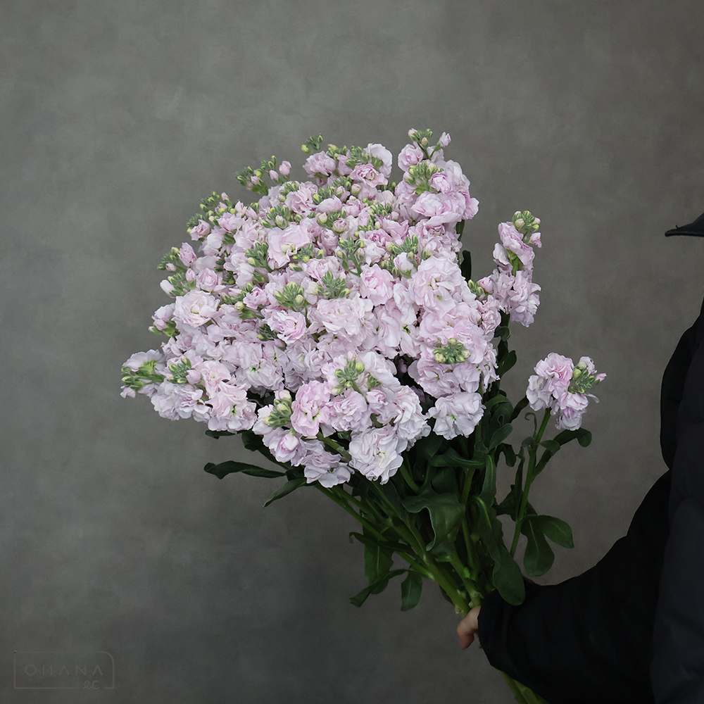 ストックスプレー　チェリーカルテット　L