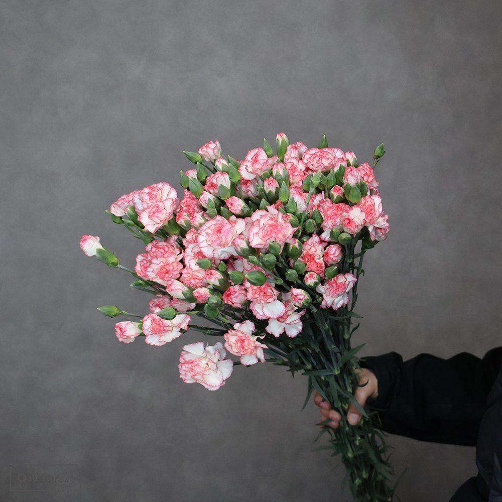 ＳＰカーネ　メロー　秀 70cm