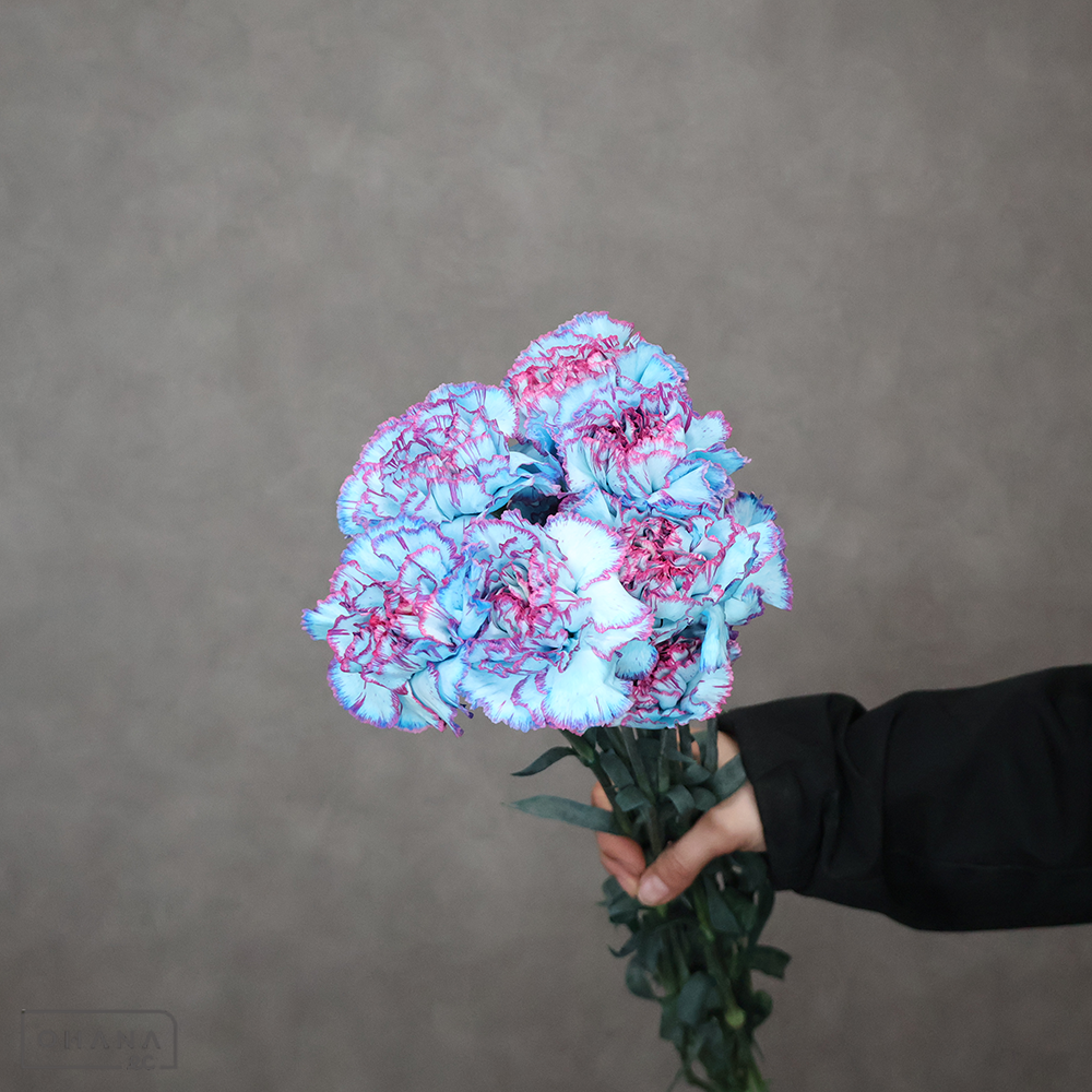 カーネーション　コドモブルー　 70cm