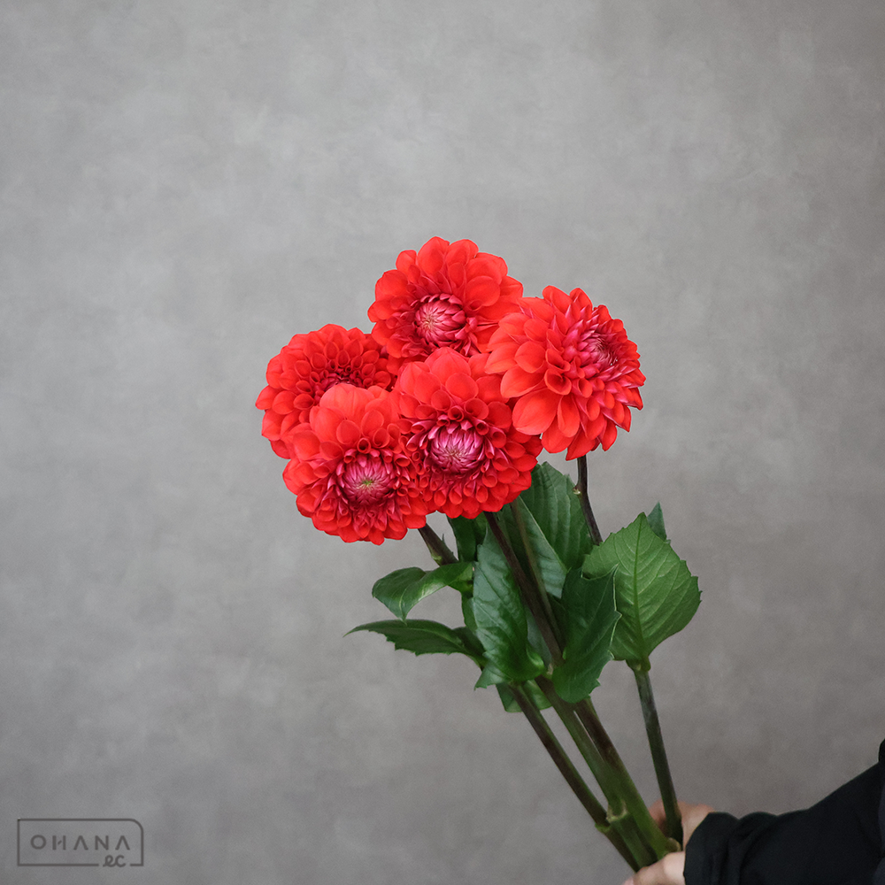 ダリア赤　朝日てまり ※5本束　 70cm
