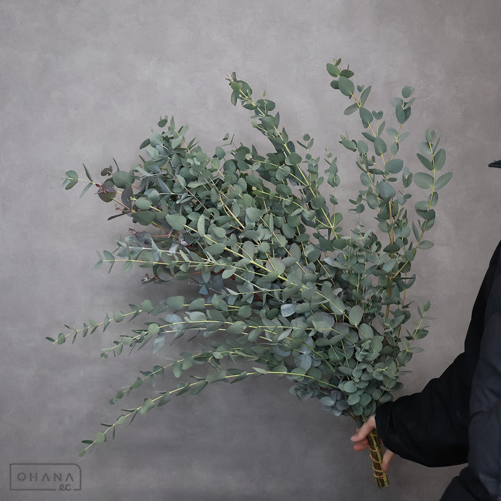 ユーカリ グニー　秀70cm