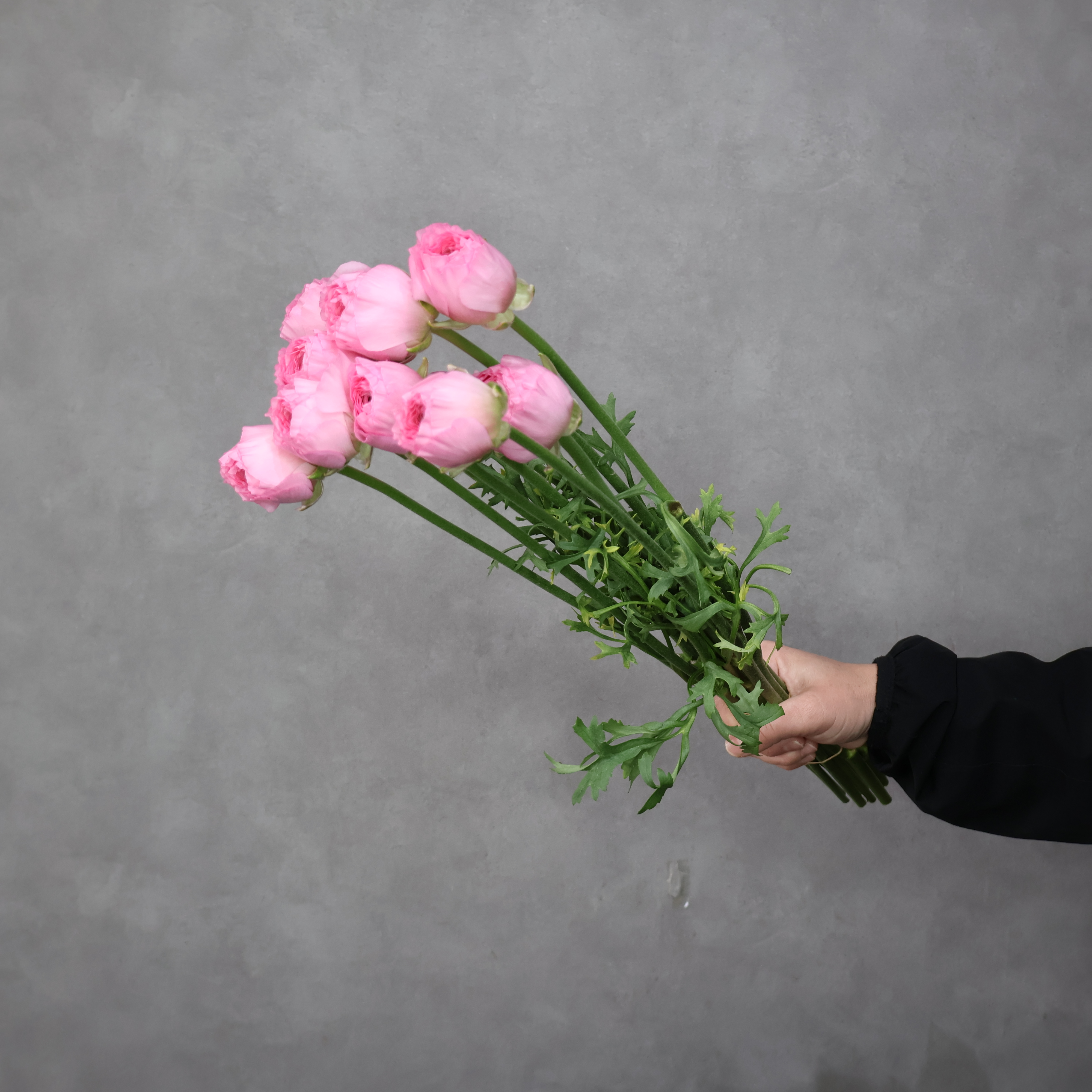 ラナンキュラス　バソエール　秀 50cm