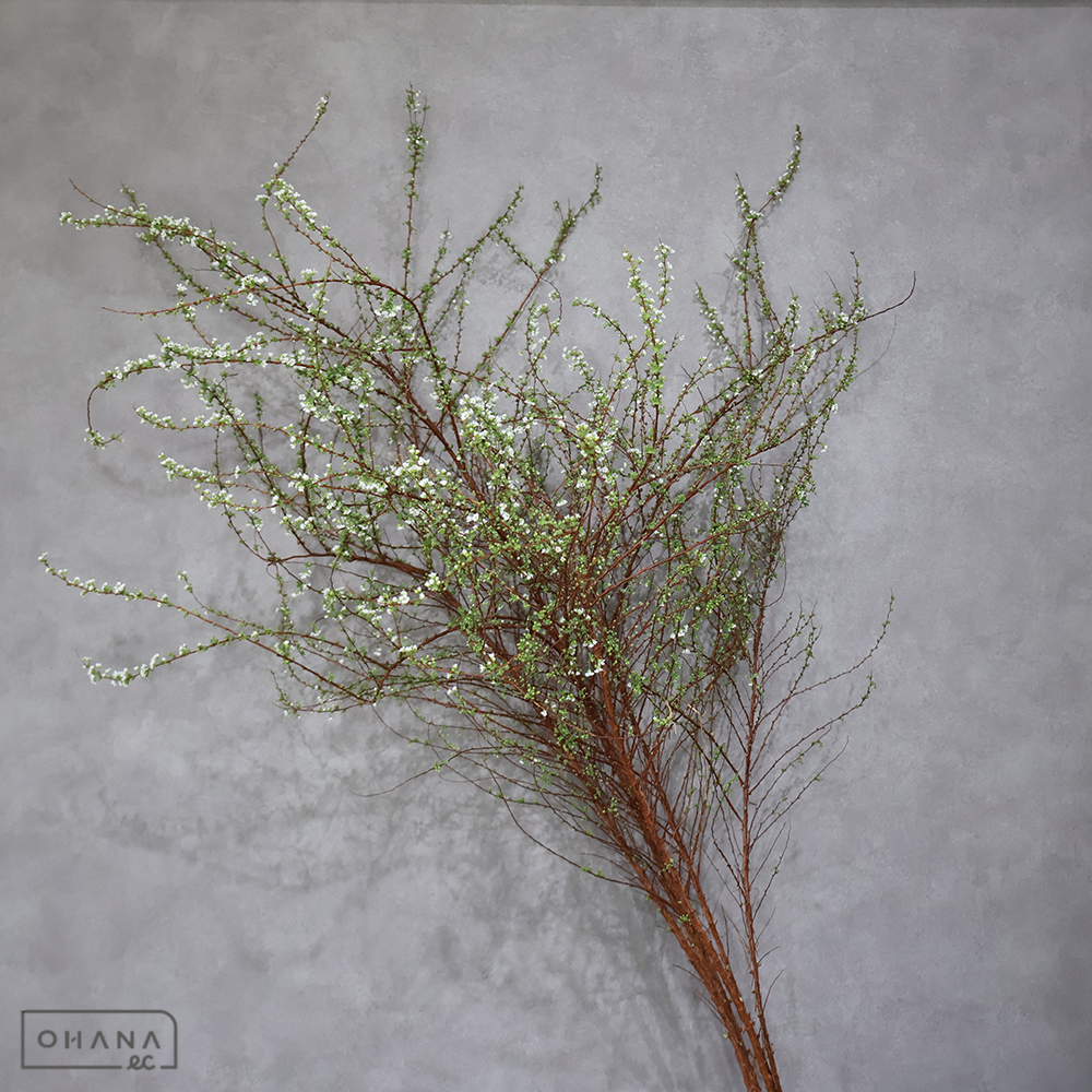 雪柳 ※7本束　130cm