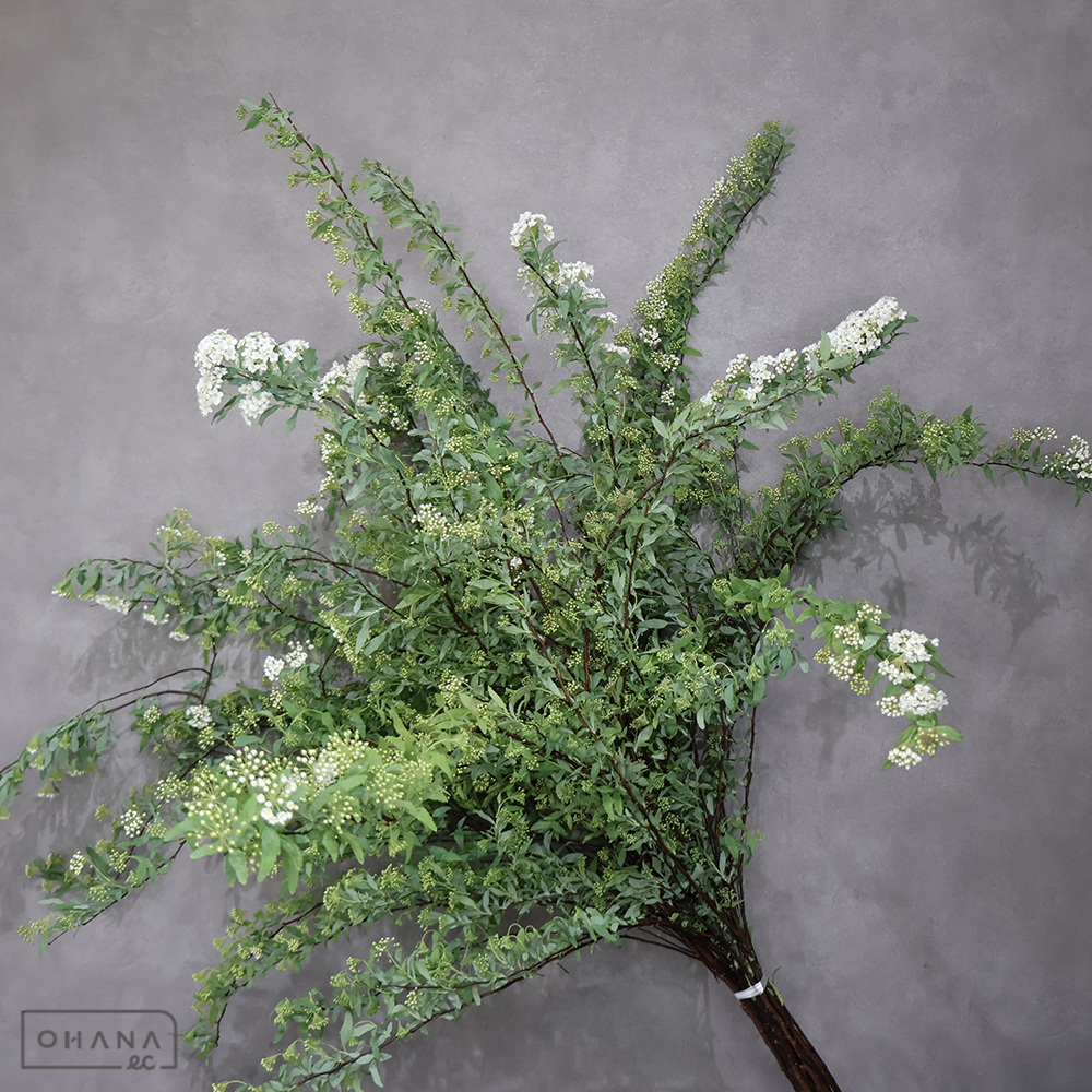 こでまり　秀 2L