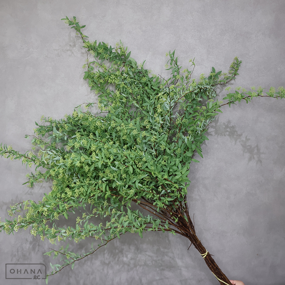 こでまり　秀 L