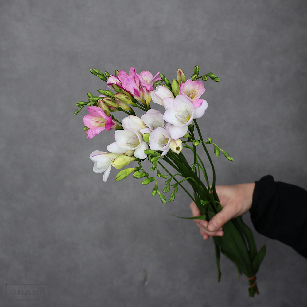 フリージア　エアリーフローラＭＩＸ ②　秀 50cm