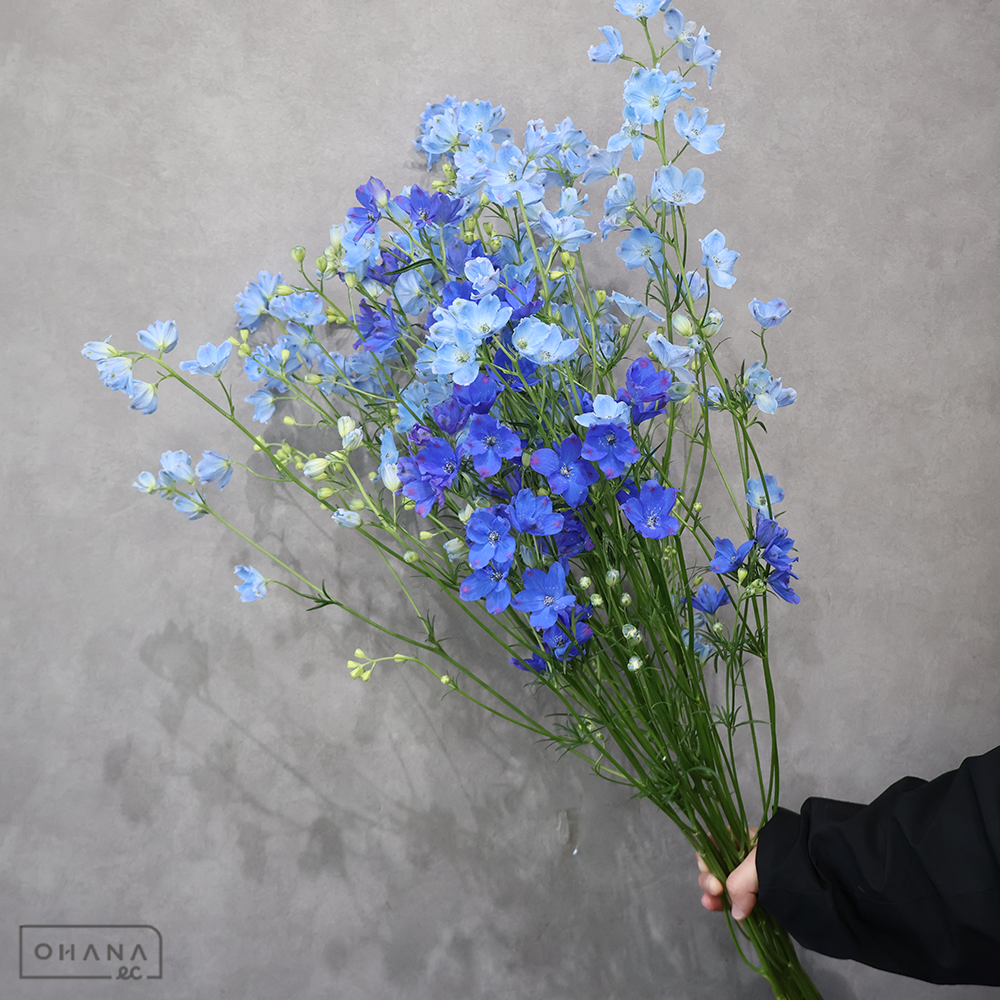 デルフィシネンシス MIX　優 80cm ＳＰ