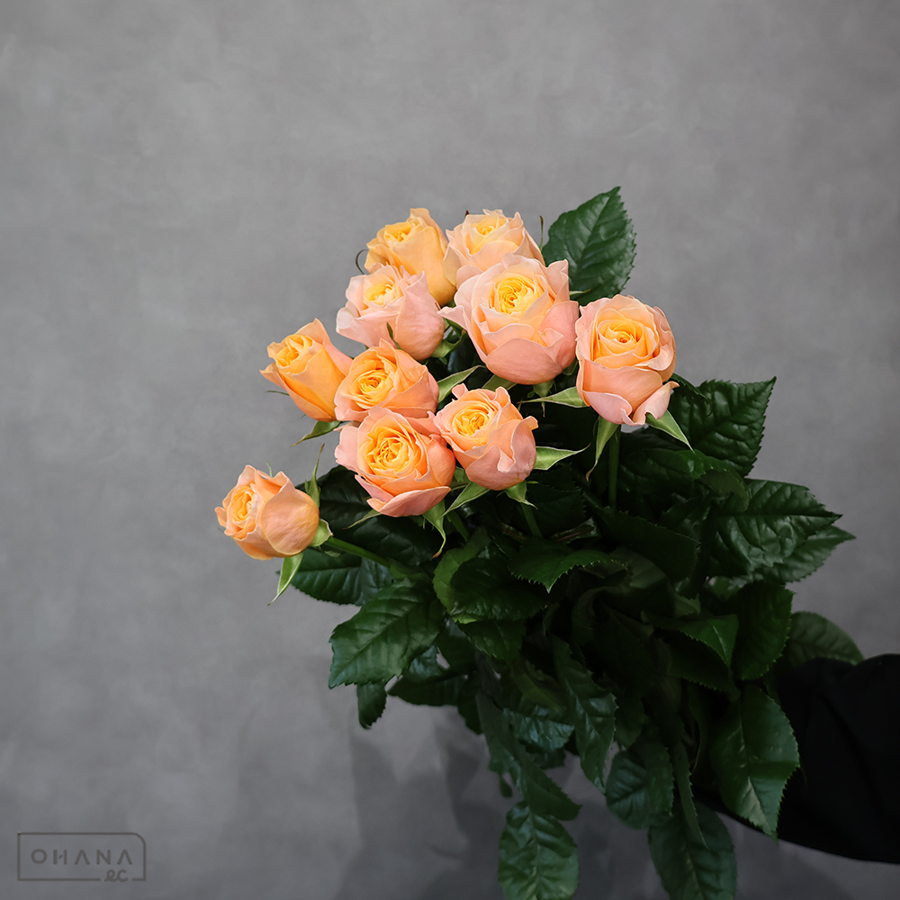 バラ ビーハイブ 　A 70cm