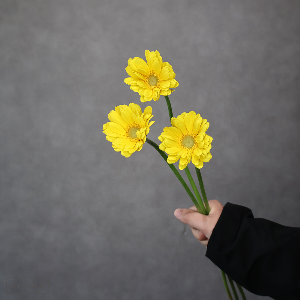 ガーベラ小輪黄　プチマヒナ　秀2L