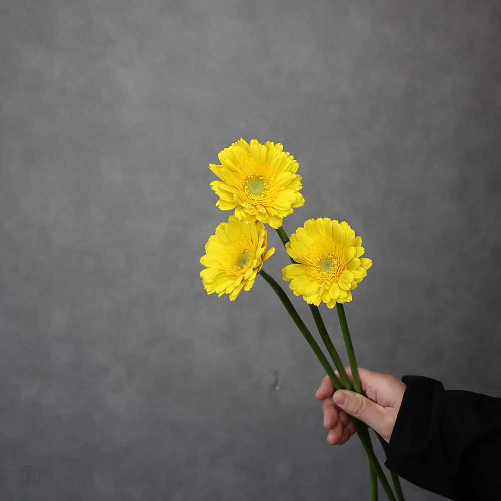 ガーベラ小輪黄　サンディ　M