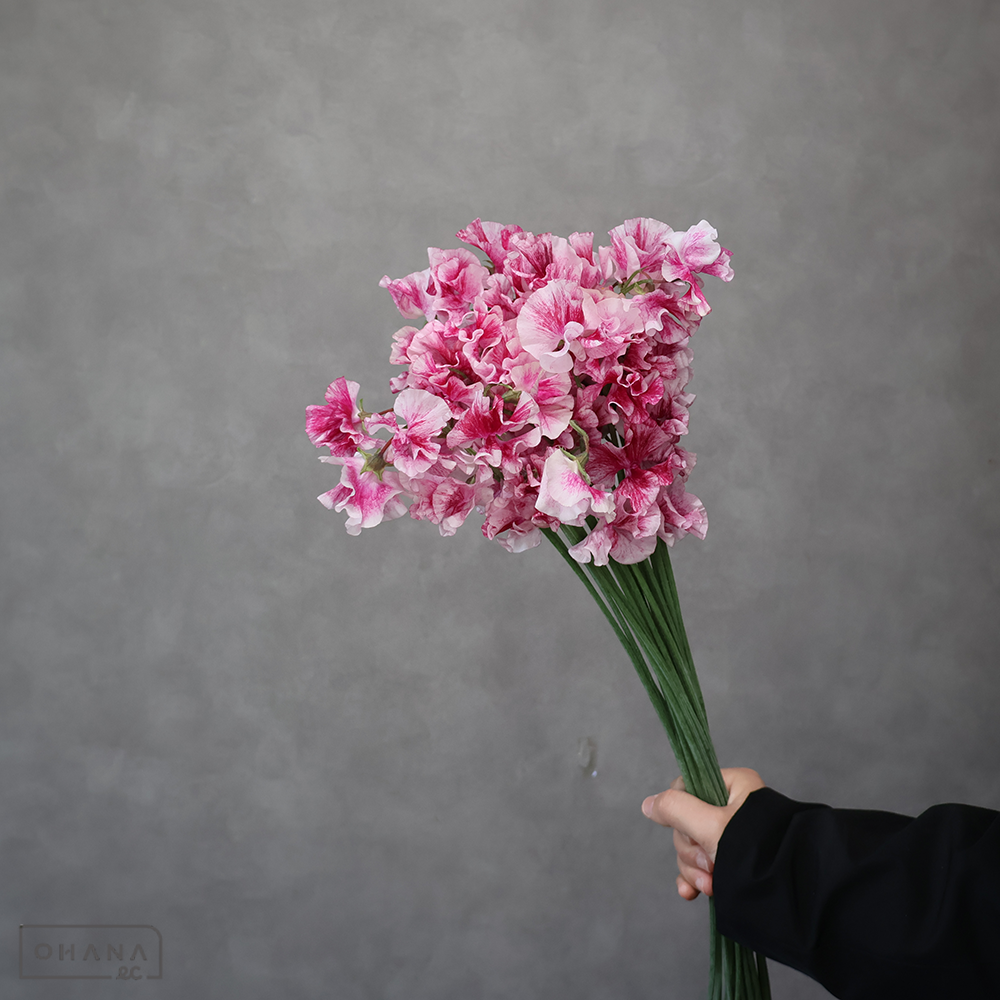 スイトピー　恋かすみ　2L 2輪 ※24本束