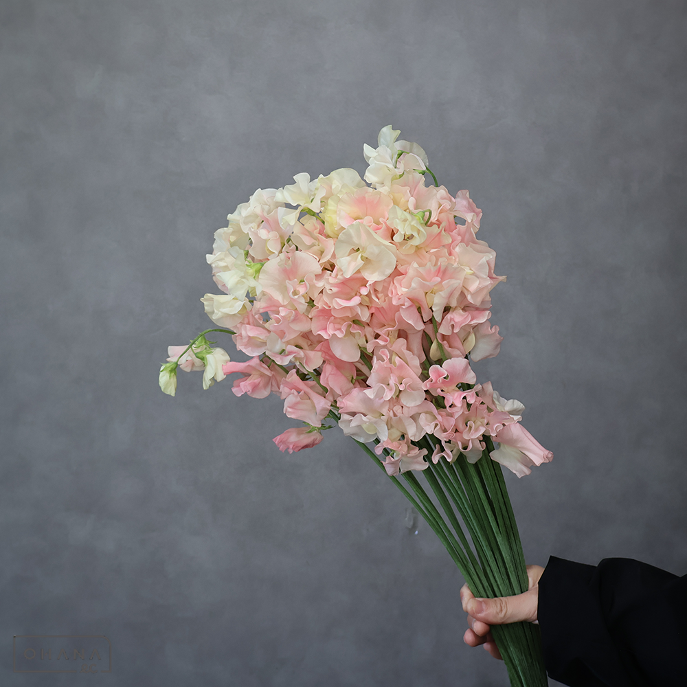 スイトピー　明華　2L 4輪