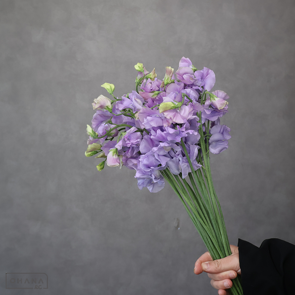 スイトピー紫　ムジカラベンダー　L 4輪