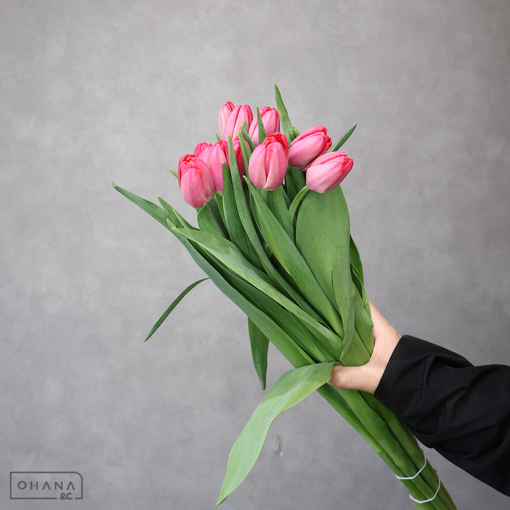 チューリップ赤　ファーストデルタ　秀2L