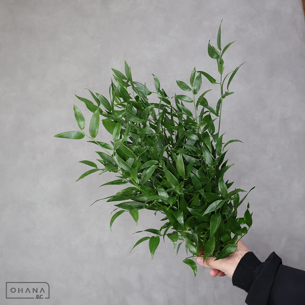 イタリアン　ルスカス　40cm