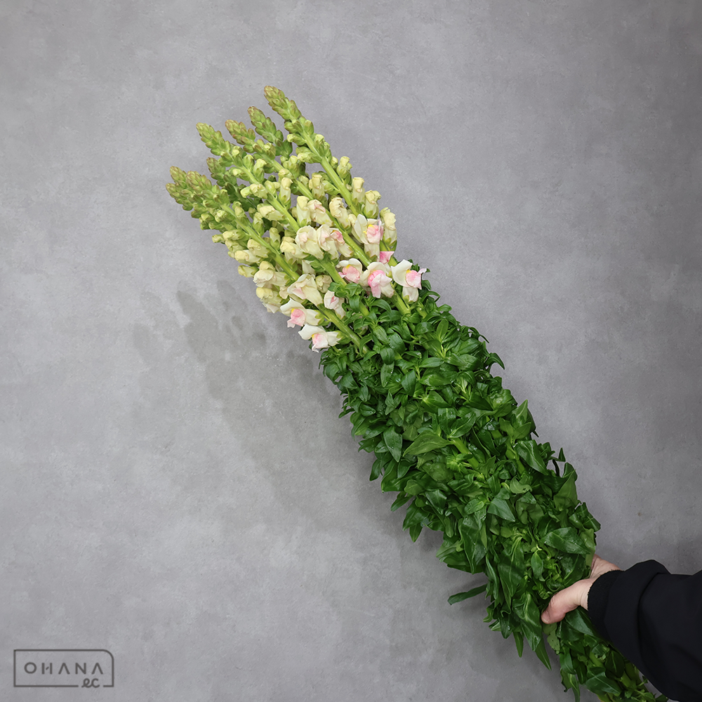 金魚草　アップル　　85cm