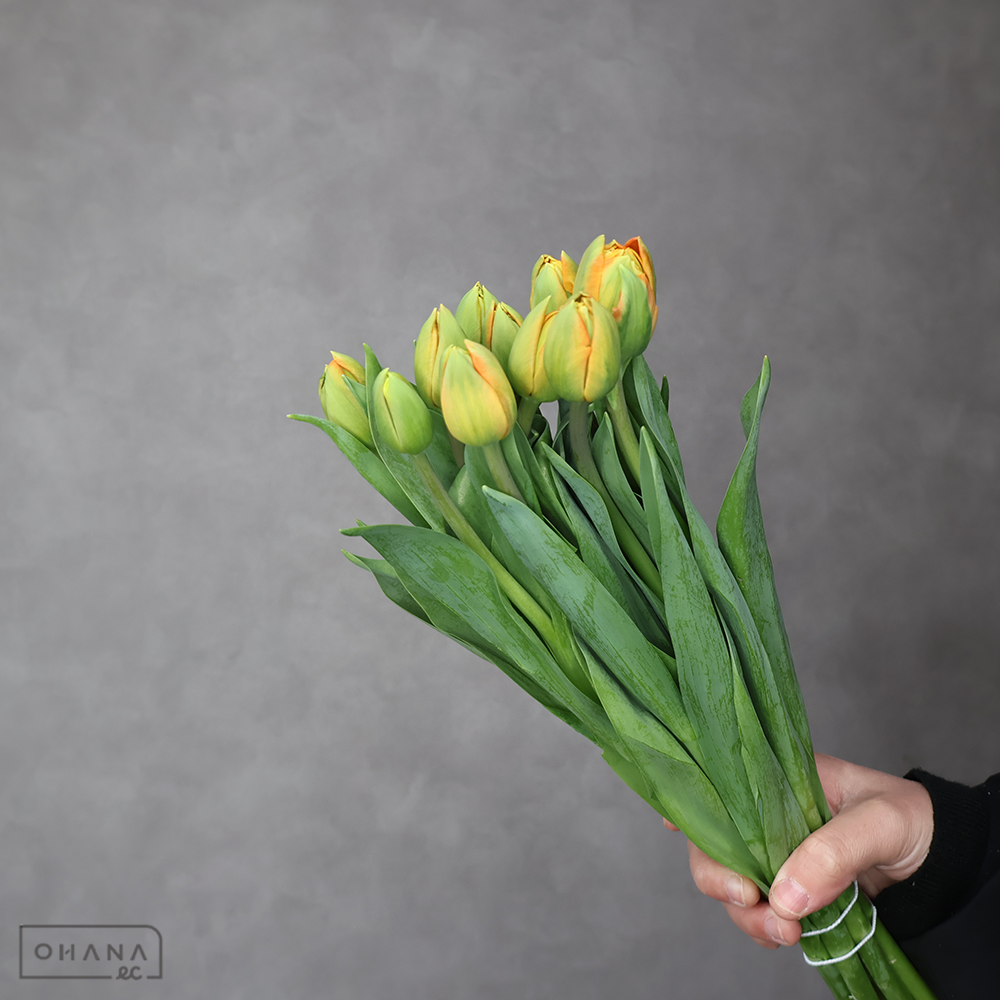 チューリップ八重　オレンジ　ロレンゾ　秀 2L