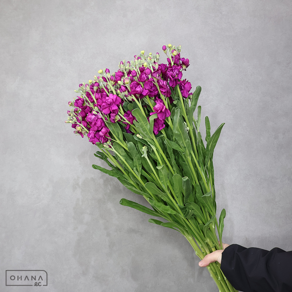 ストック　シャンテグレープカルテット　Ａ 80cm