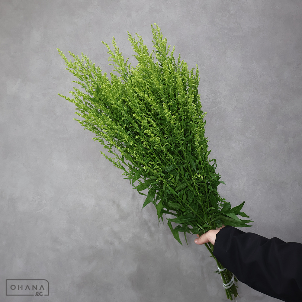 ソリダコ　タラ　秀 ２Ｌ