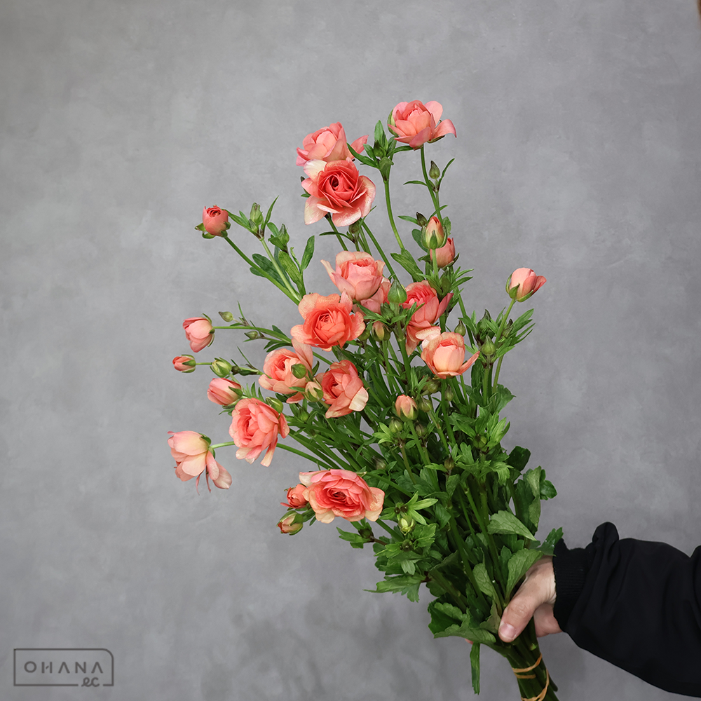 ラナンキュラス　ラックス エリス　秀 50-40cm