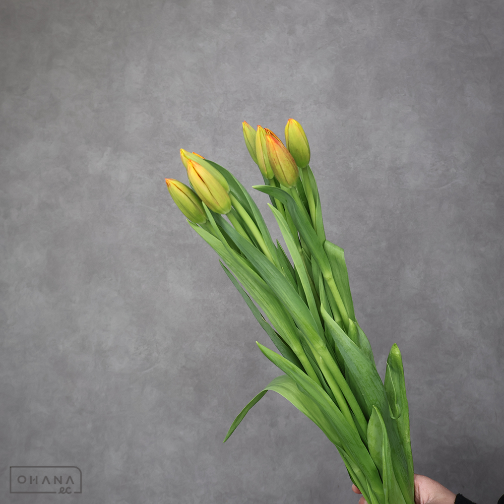 チューリップ　ダウジョンズ　秀 ２Ｌ