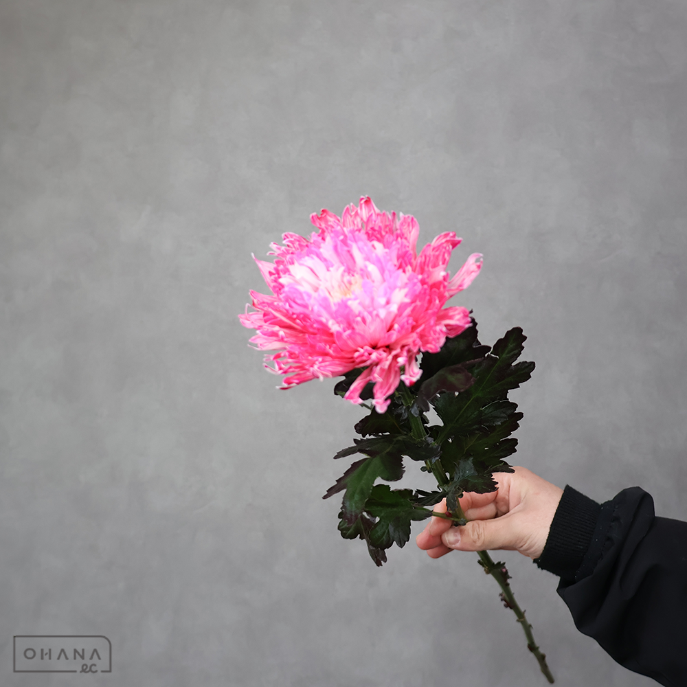 ディスバッドマム　染アンダーカバー ピンク　※5本束