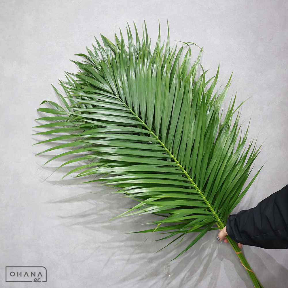 アレカヤシ　　M