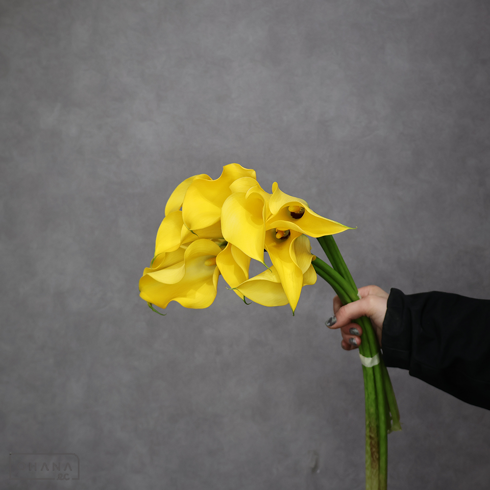 カラー黄　レオ　S50-40