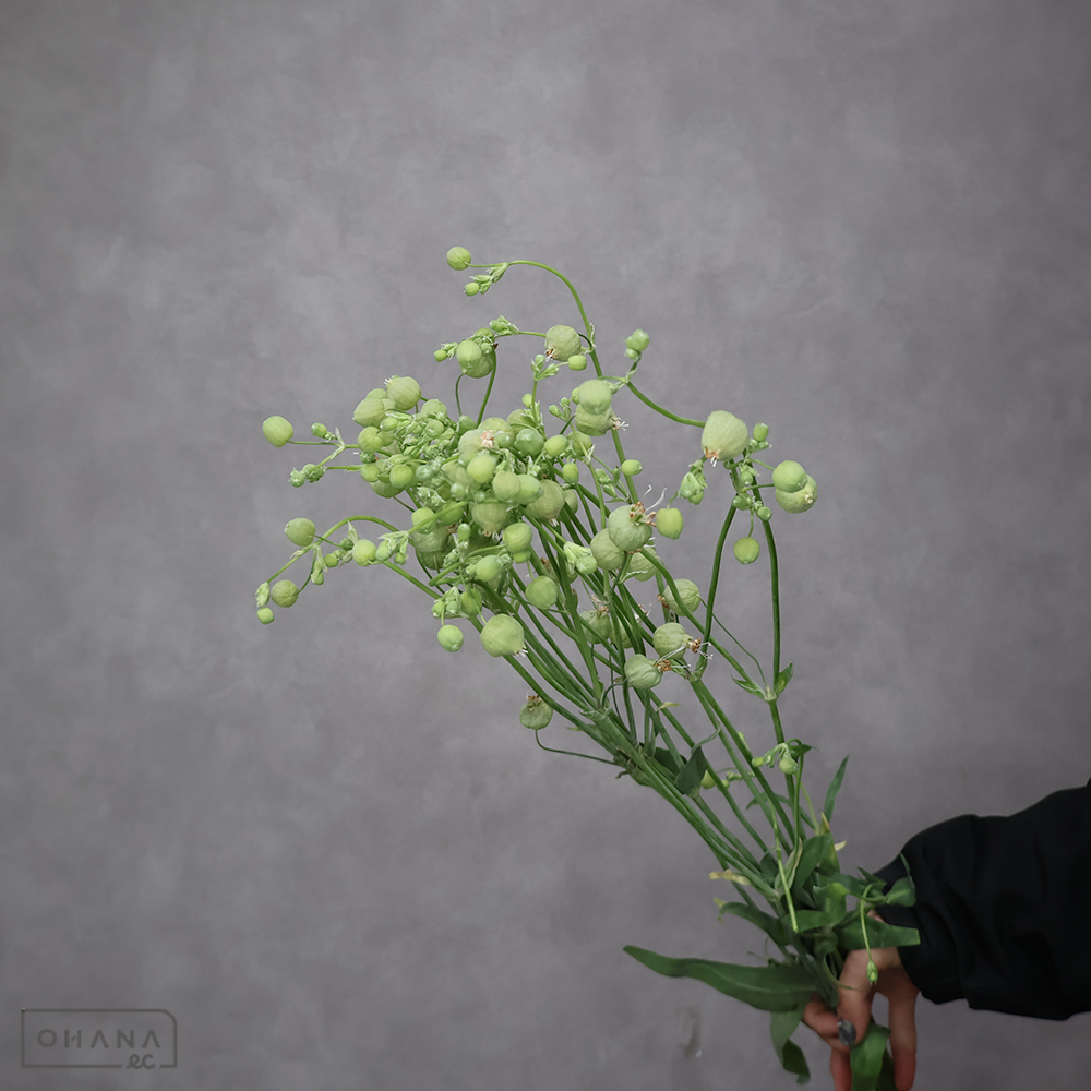 シレネ  グリーンベル　60cm