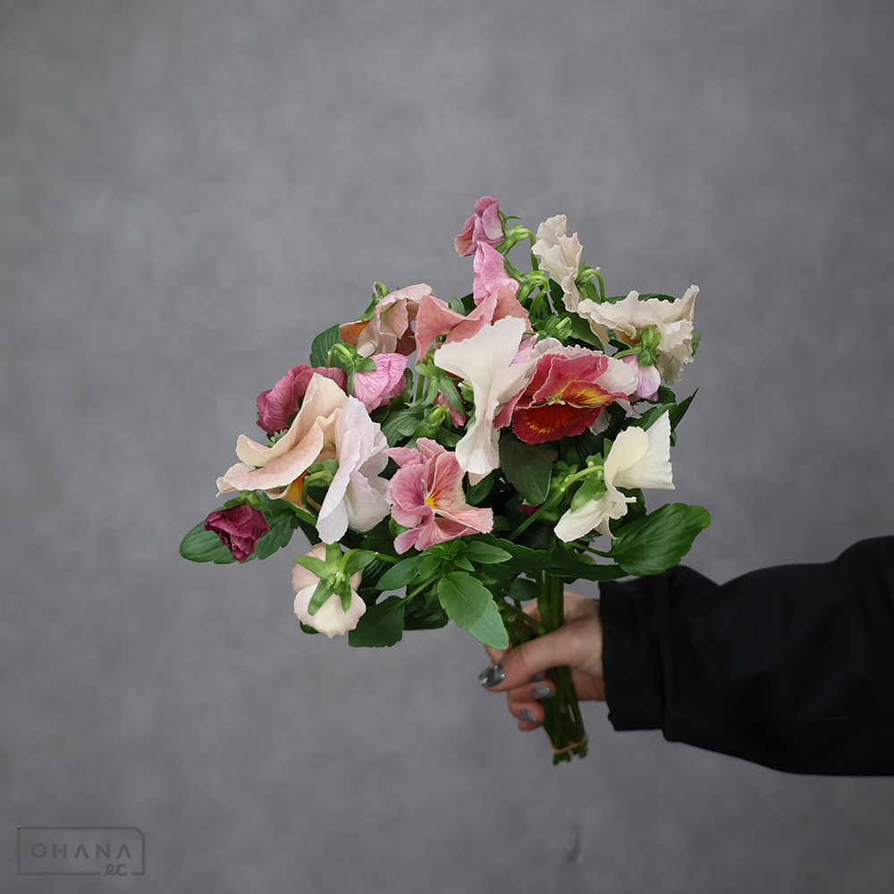 スミレ　アプリコットシェード　35cm