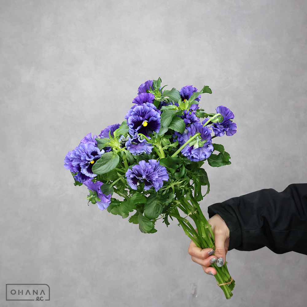 スミレ　フリズルシズルブルー　35cm