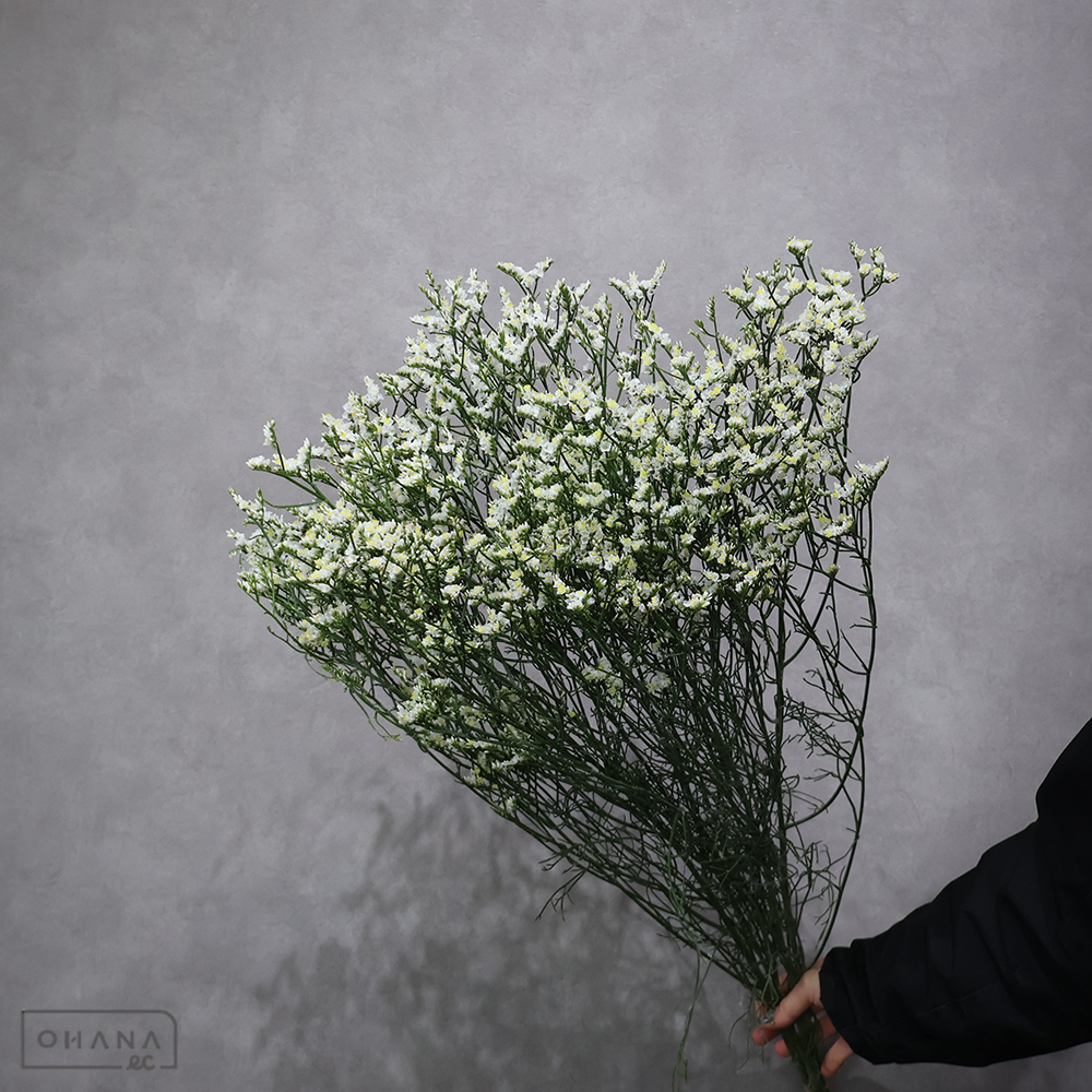 【SALE】ＨＢスターチス　キノマルチーズ※5本束　80cm　※クレーム対象外