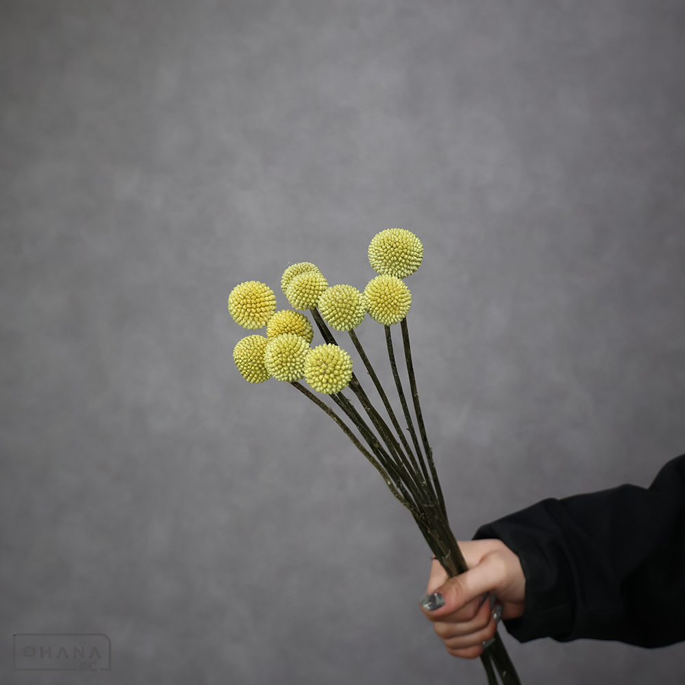 クラスペティア ゴールドスティック　60cm