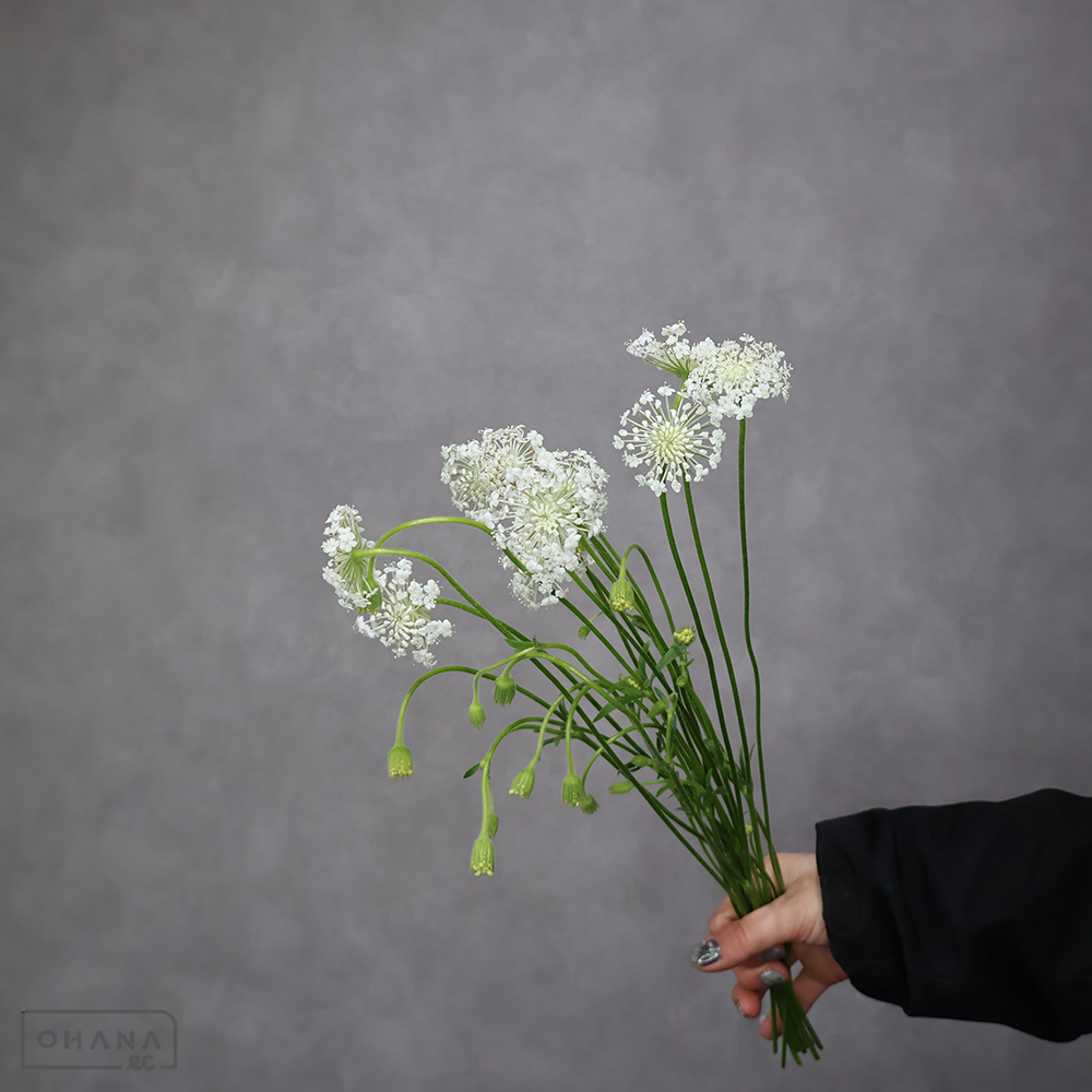 ブルーレースフラワー ホワイト　　40-30cm