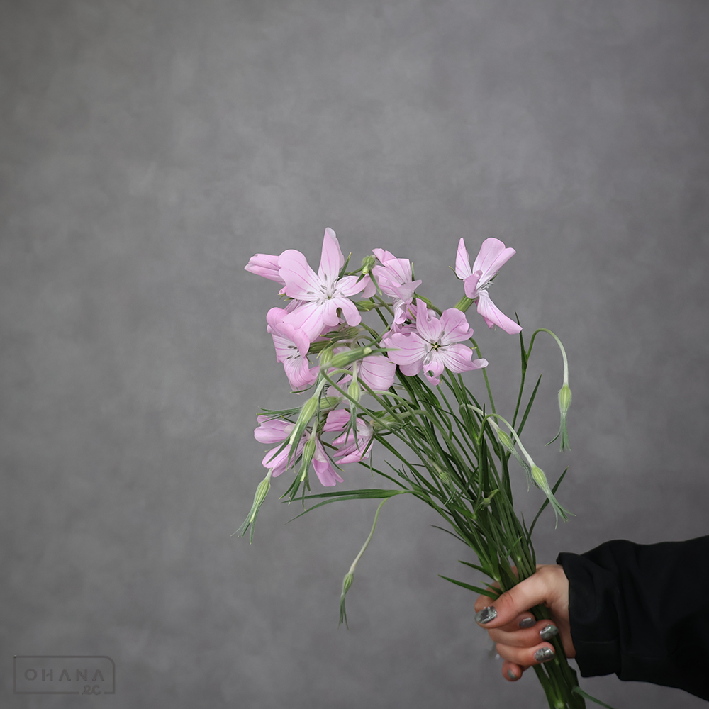 アグロステンマ　桜貝　Ｌ