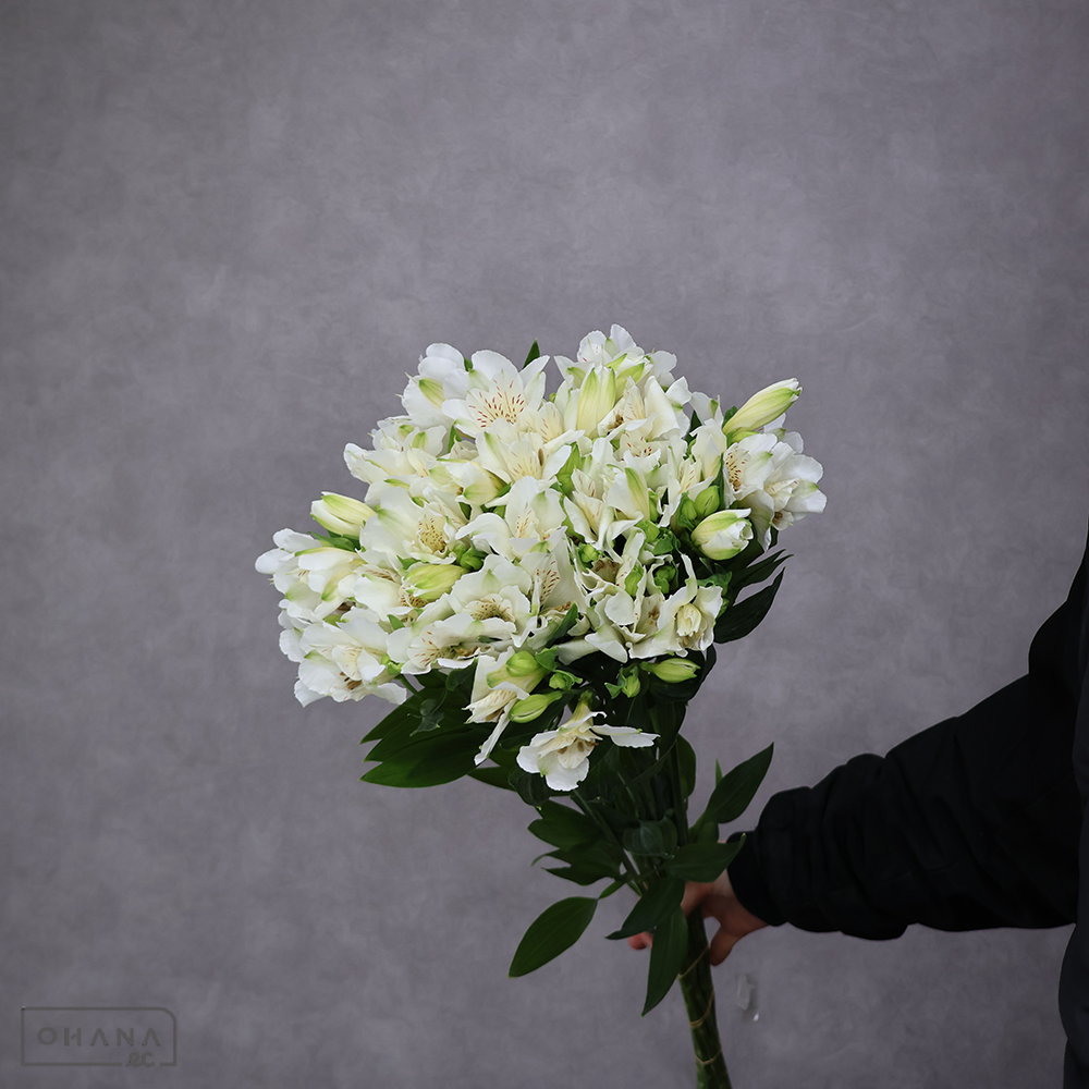 アルストロメーリア　ミストラル 　 70cm