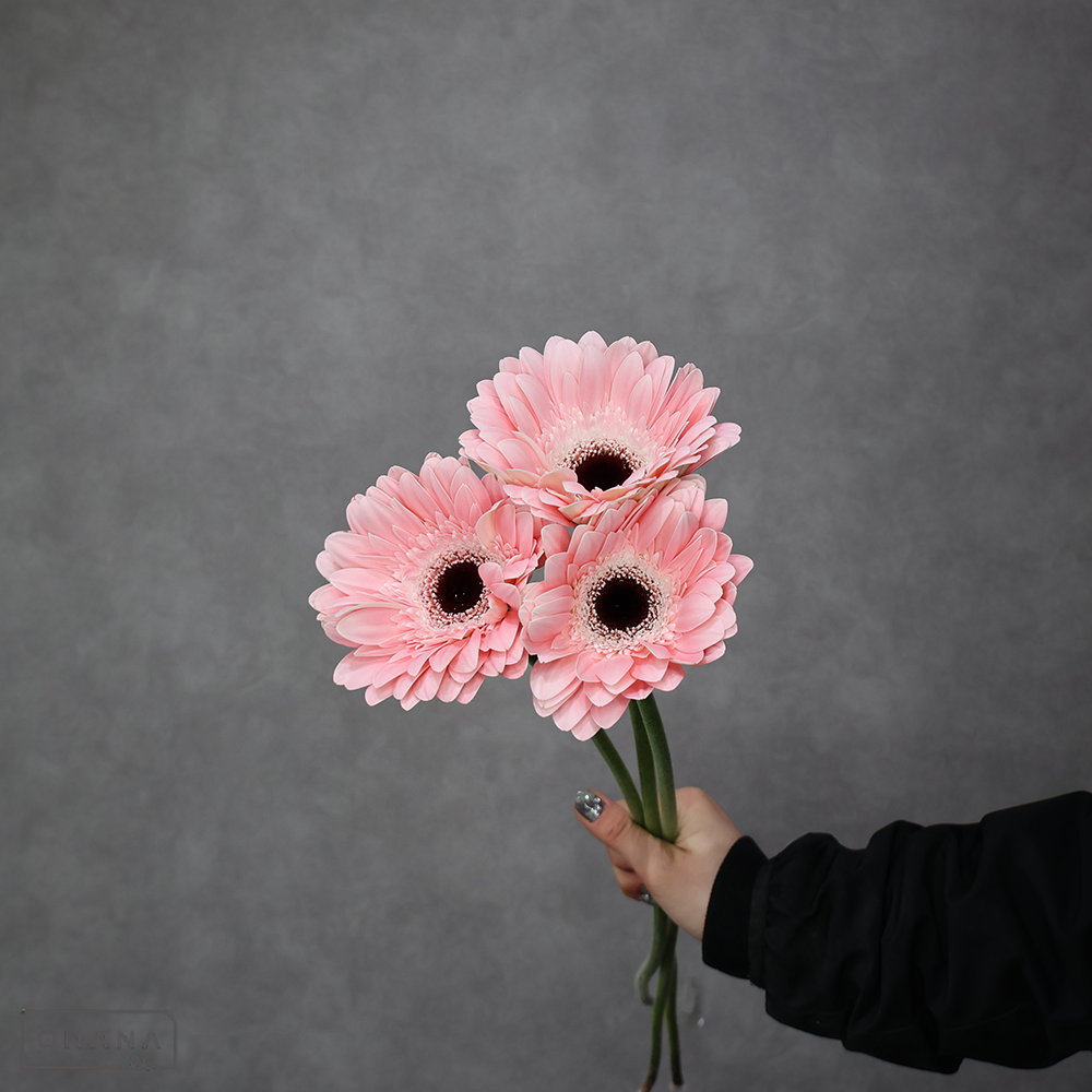 ガーベラ　ファビュラス    ※5本束　１級 (大輪）