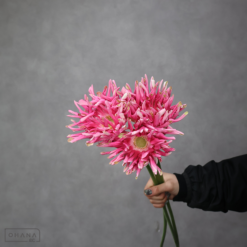 ガーベラ　レベルクレイズ    ※5本束　特級 (大輪）