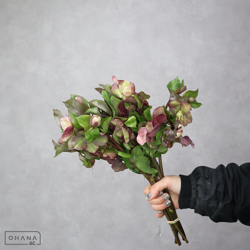 クリスマスローズ　クラシックグレース 　 35cm