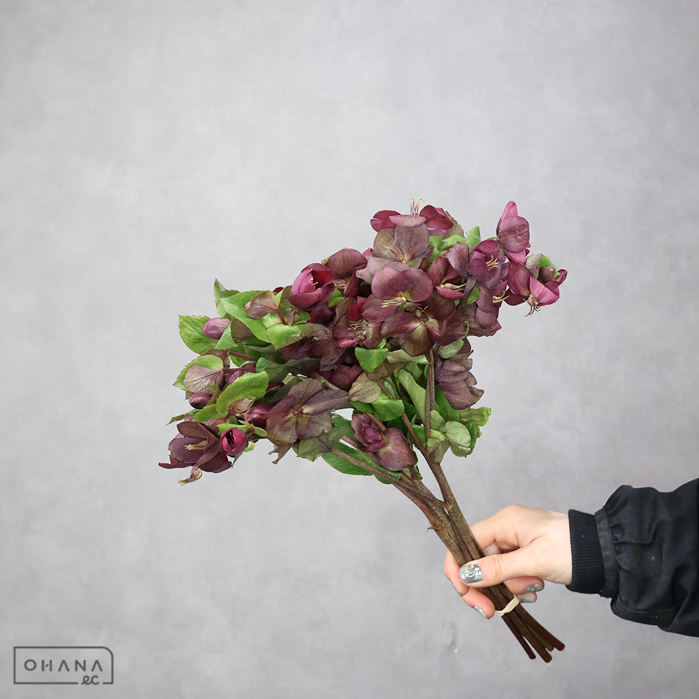 【SALE】クリスマスローズ　クラシックワン 　 35cm　※クレーム対象外