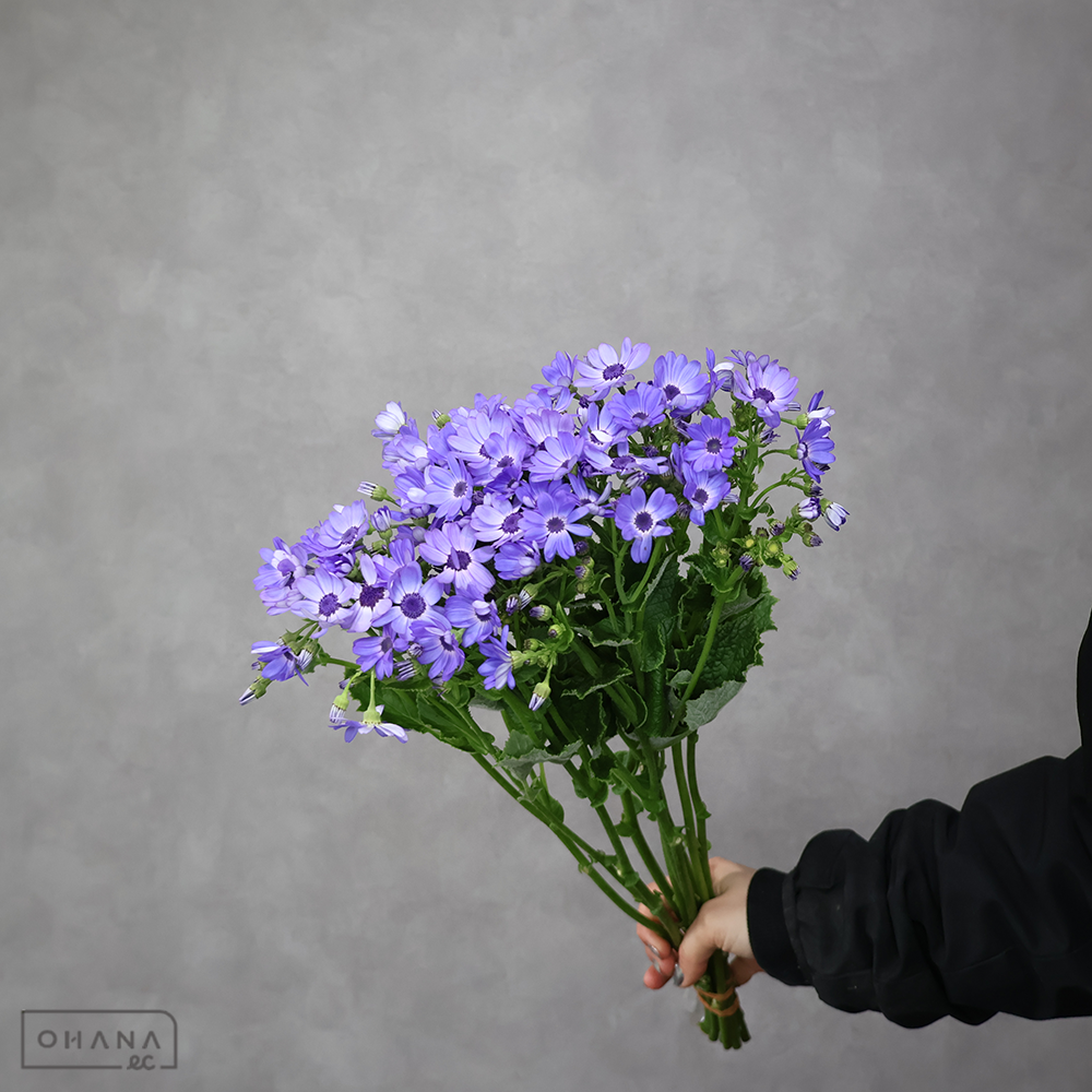 サイネリア　ティアスカイ　秀 50cm