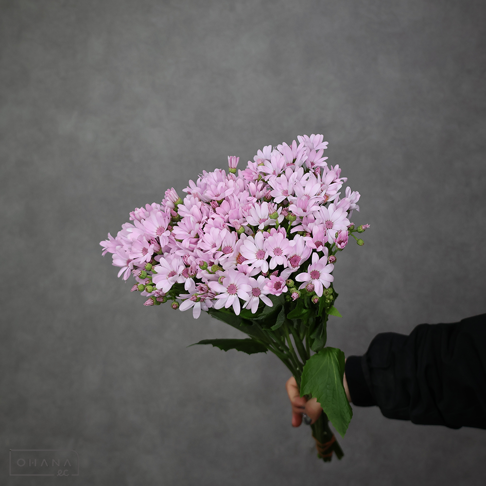 サイネリア　パーティーピンク　秀 50cm