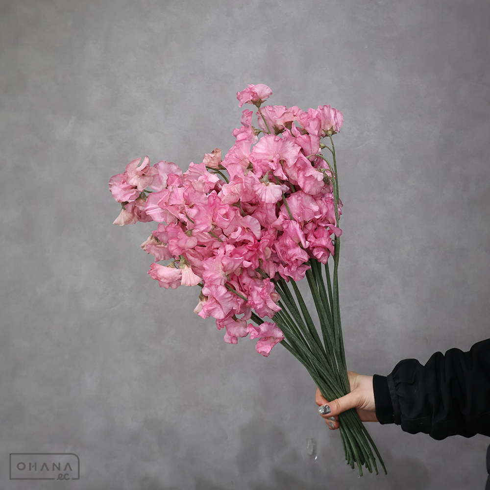 スイートピー　ゴシックブラウン　２Ｌ ４Ｐ