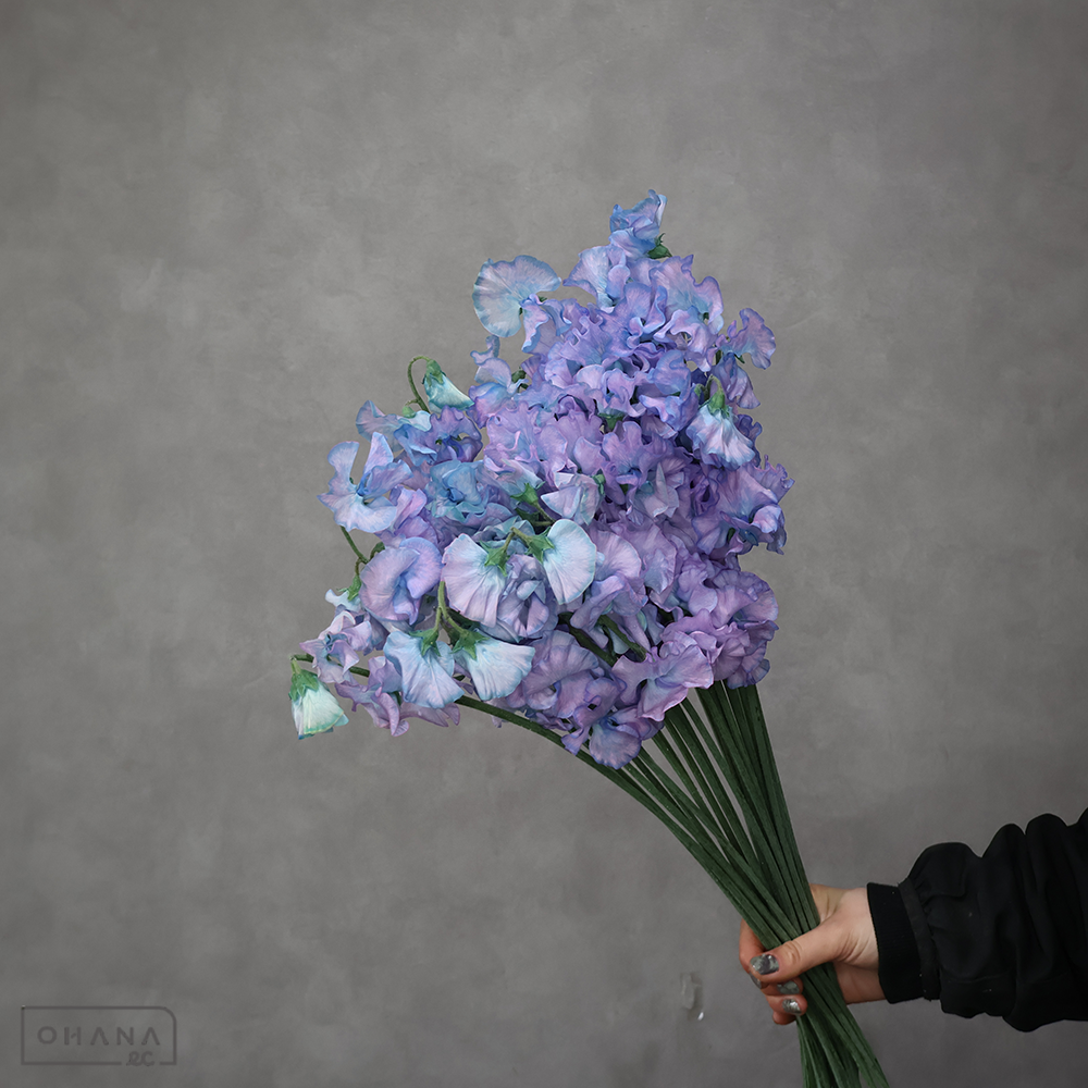 スイートピー　ゴシックブルー　２Ｌ ４Ｐ