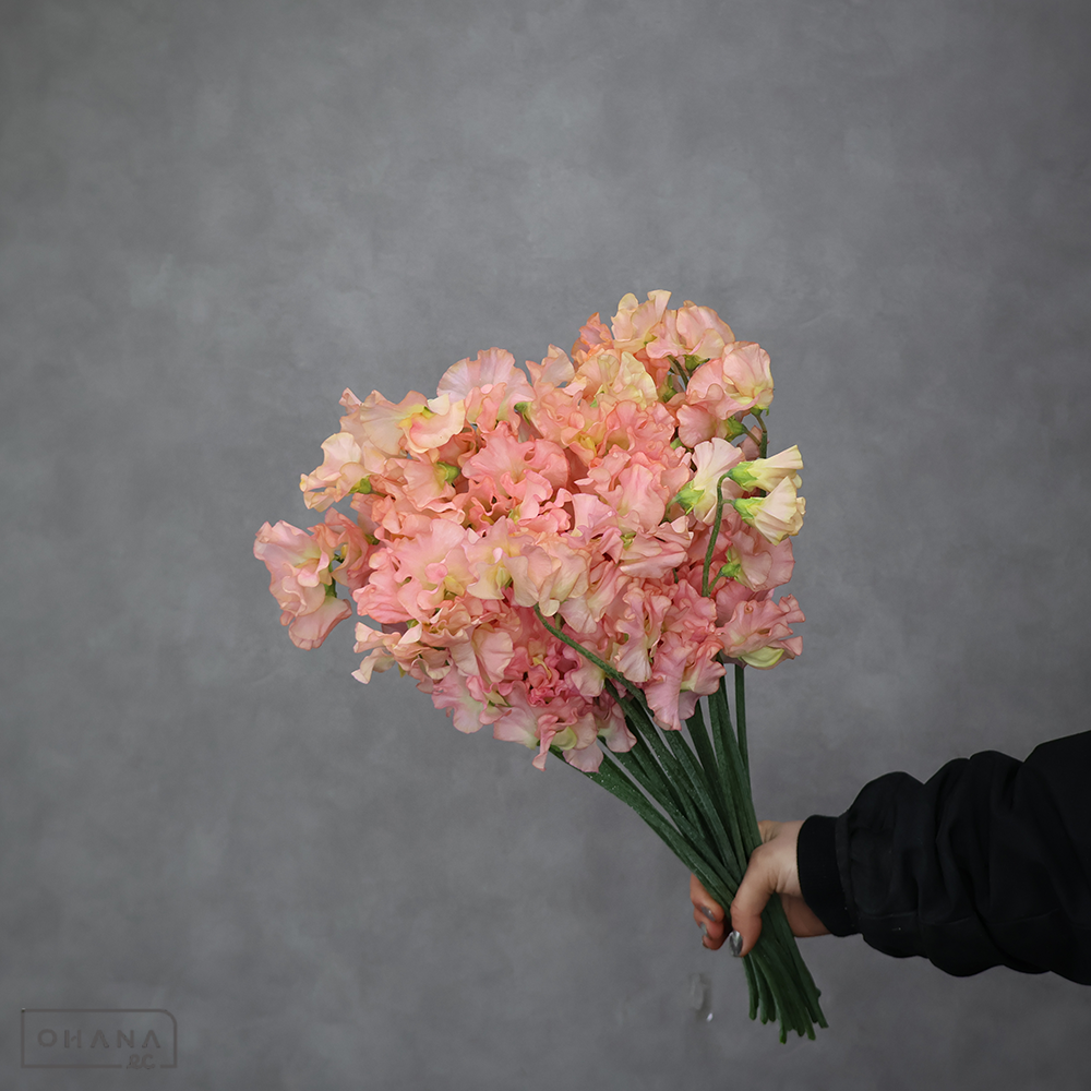 スイートピー　ゴシックフレア　Ｌ ４Ｐ