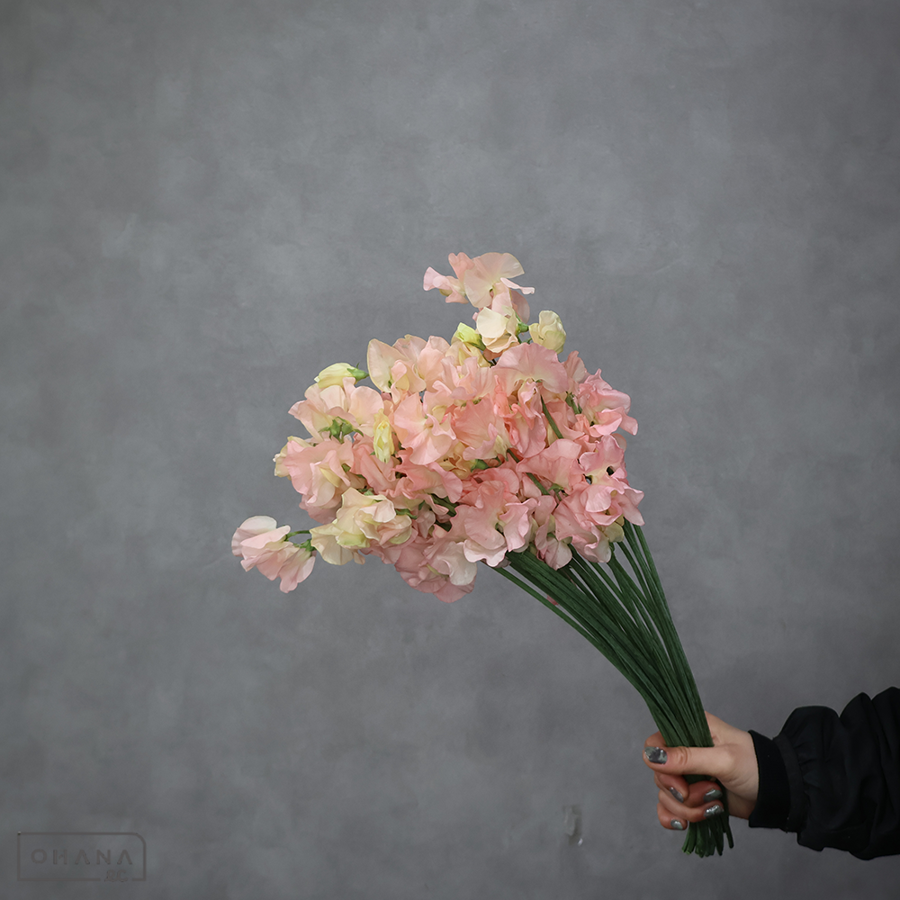 スイートピー　シルキ－ピ－チ　２Ｌ ４Ｐ