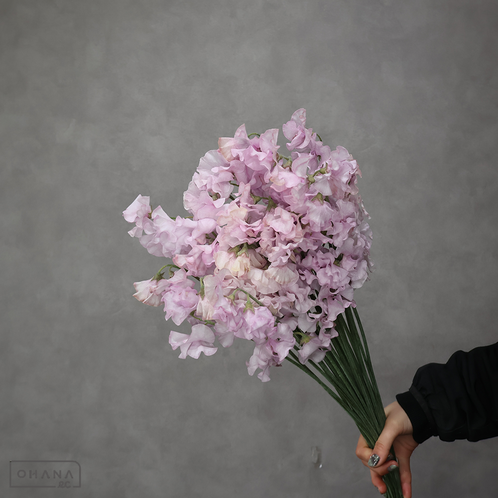 スイートピー　ピンクモーメントスカイ　２Ｌ ４Ｐ