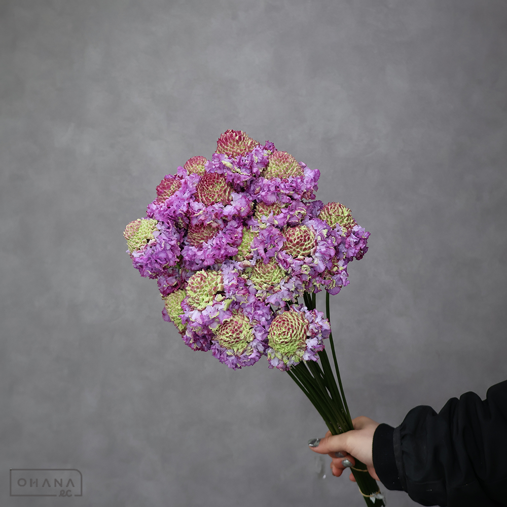 スカピオサ　フリフリヒマリ 　秀 40-30cm ※25本束