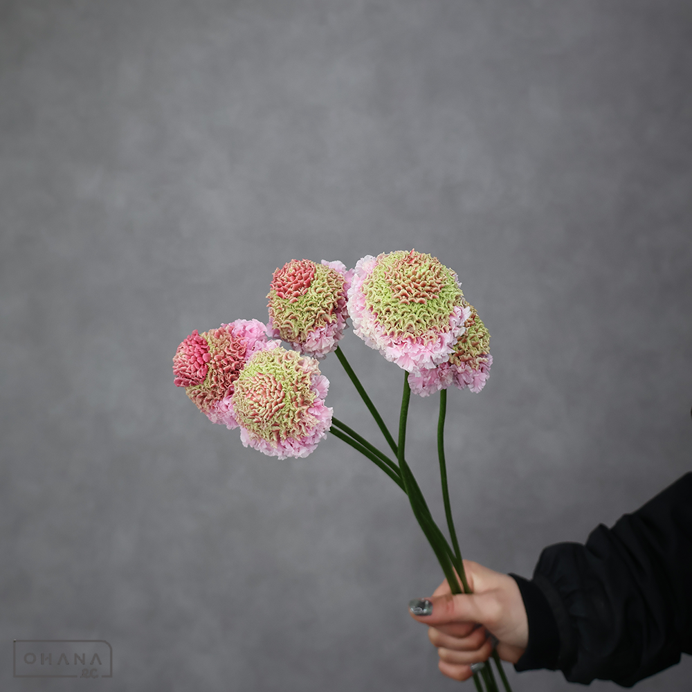 スカピオサ　ラオウフリフリハルル ※5本束　秀 50cm大輪