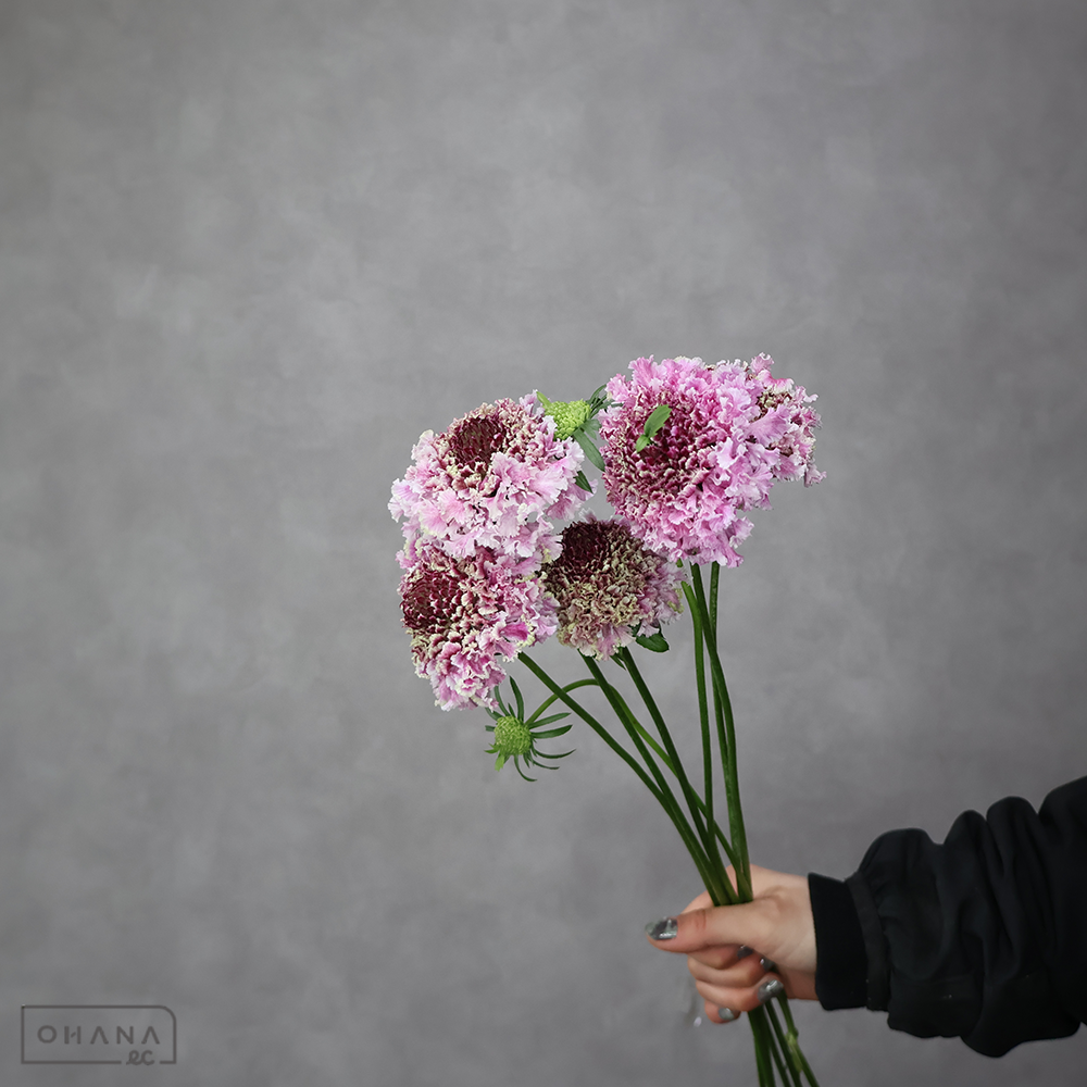 スカピオサ　ラオウフリフリヒラリ ※5本束　秀 60-50cm大輪